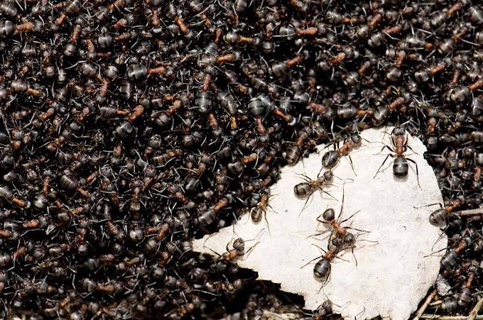Ants