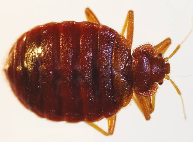 Bed bugs