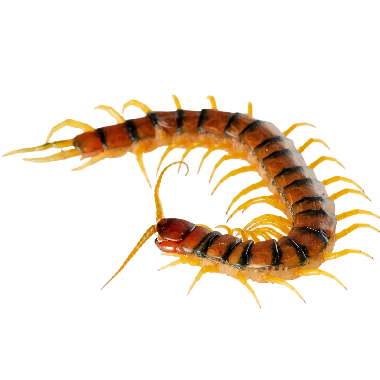 Centipedes