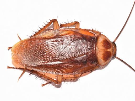 Cockroaches