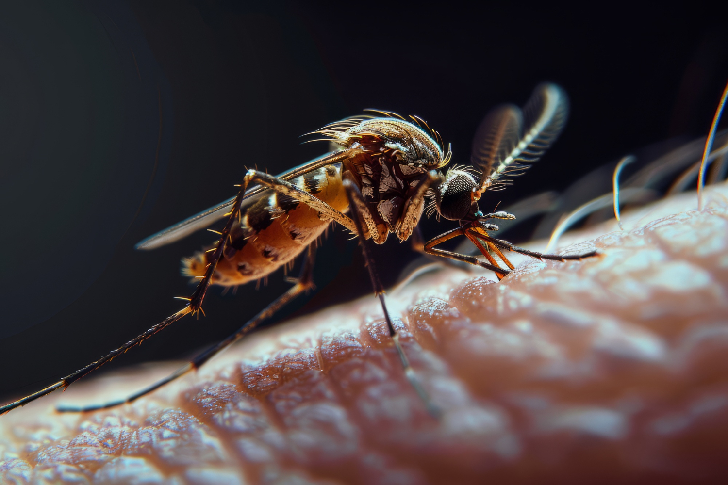Mosquitoes