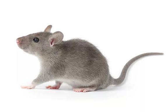 Rodents