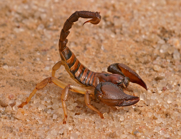 Scorpions