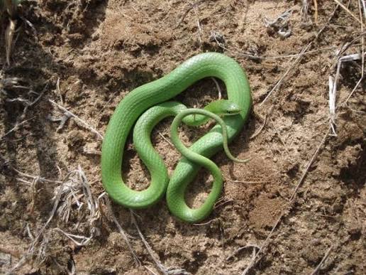 Snakes