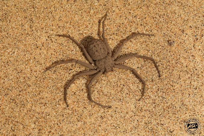 Spiders