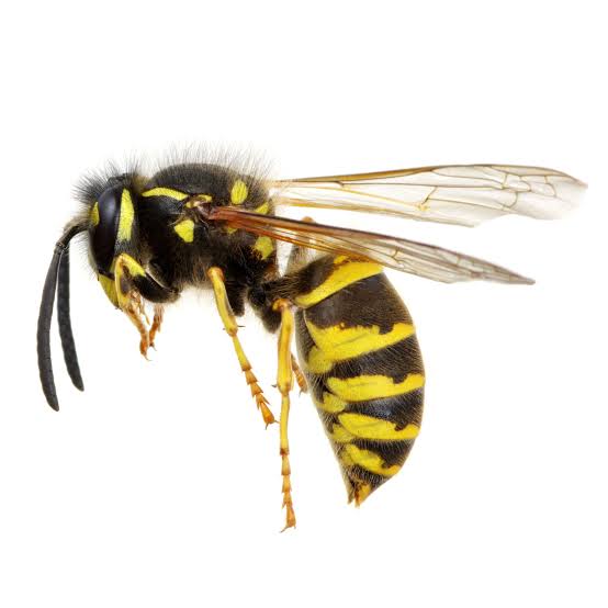 Wasps